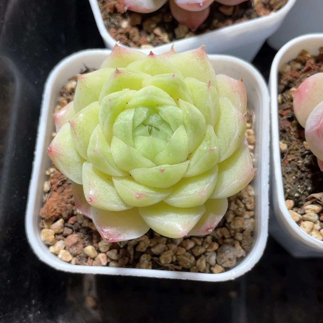 优选麦杆福利878