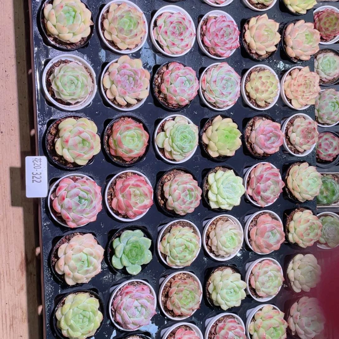 花利美20-322框拍48颗含盆土托架