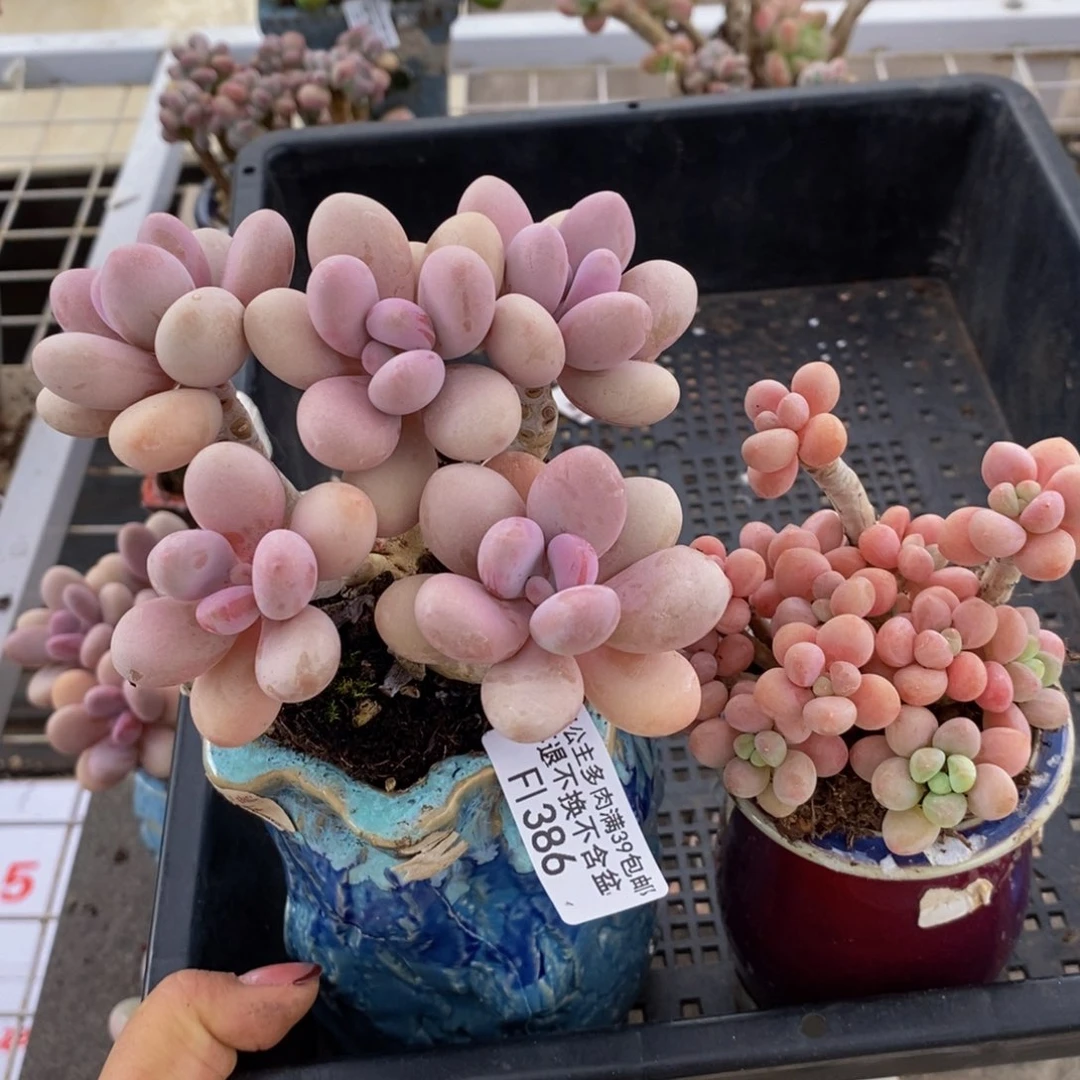 ?****媛鱼子酱386/10cm2颗