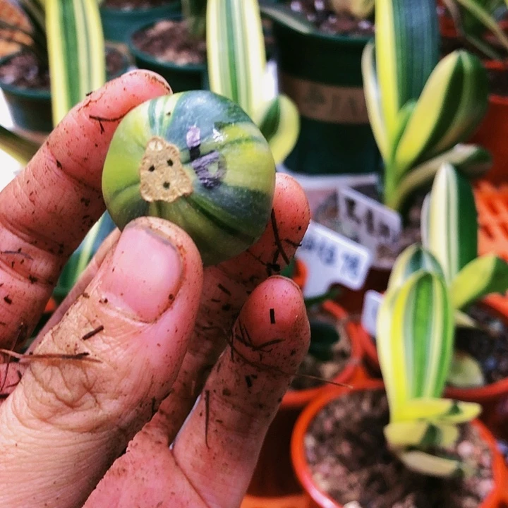 【闪购商品】完全开放五**家