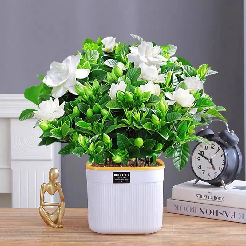栀子花盆栽花卉植物室内四季开花带花苞阳台浓香型苗好养