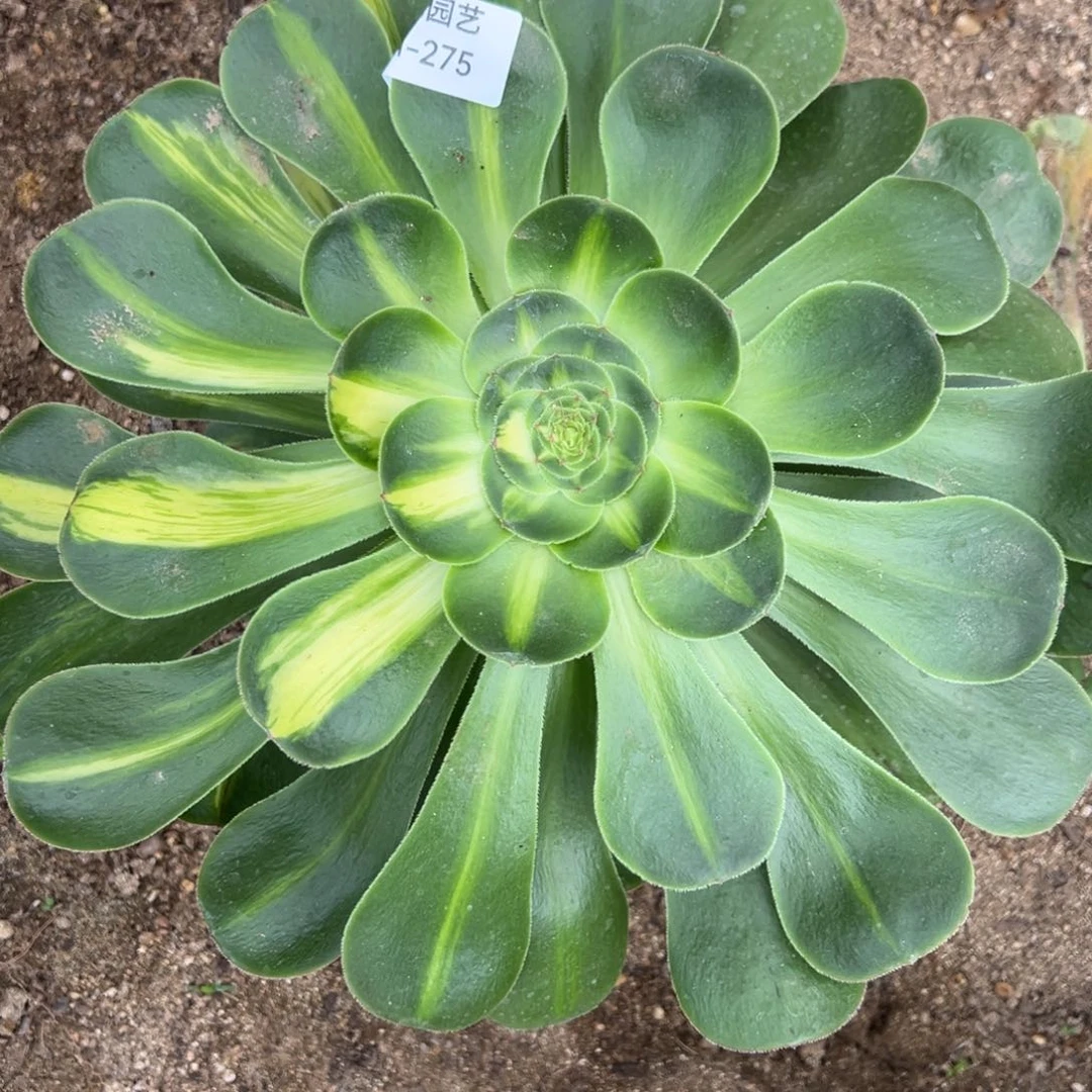暴军多肉植物275
