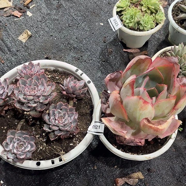 赫拉肯尼迪2颗0328