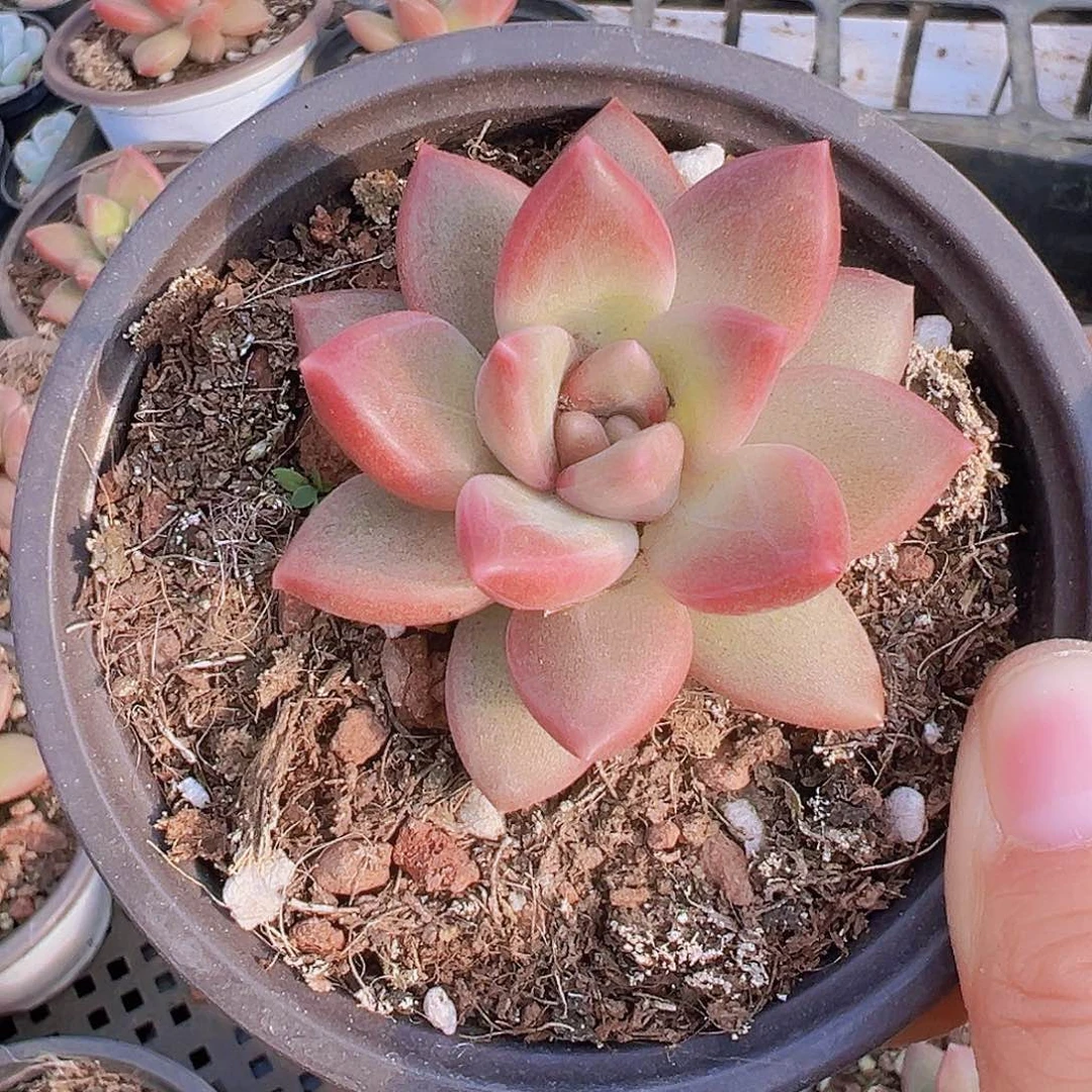 大单头迷雾泡泡19包邮多肉
