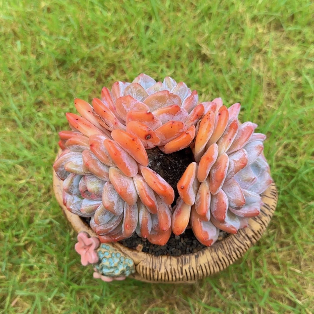 秋***色秋水共长天一色多肉植物