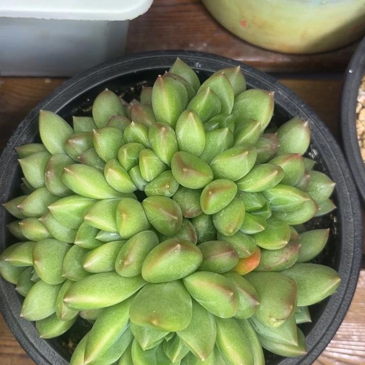 一物一拍，多肉植物。