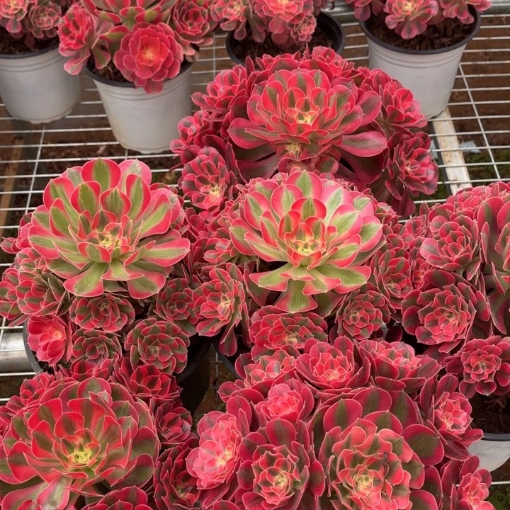 云南水蜜桃好看量拍一个