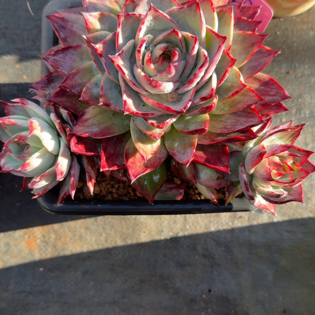 ৡ****无花朵肉肉肉肉肉肉肉肉肉肉