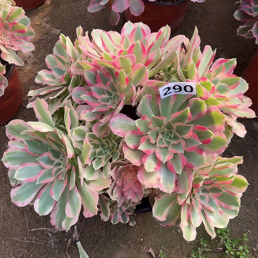 多肉植物丛林叶罗刹290