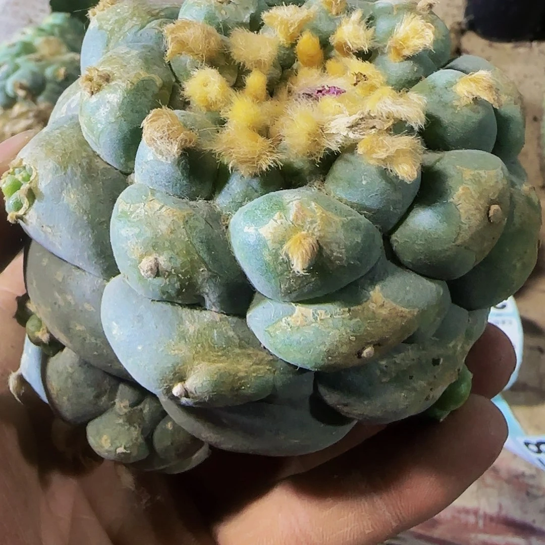 螺旋凸尤338仙人球