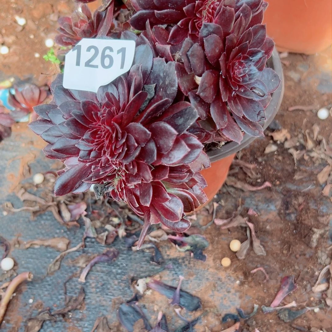 我1261 号多肉法师新年特价疤痕