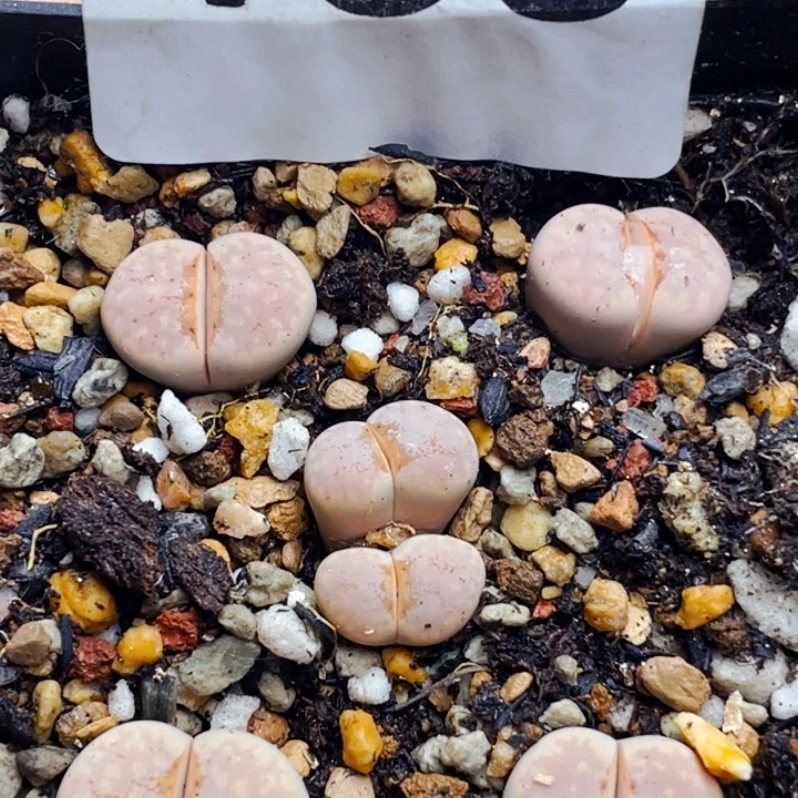 155热唇母本带盆