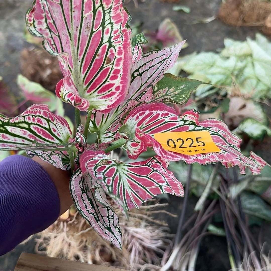 完全开放0225和声裸球不售后