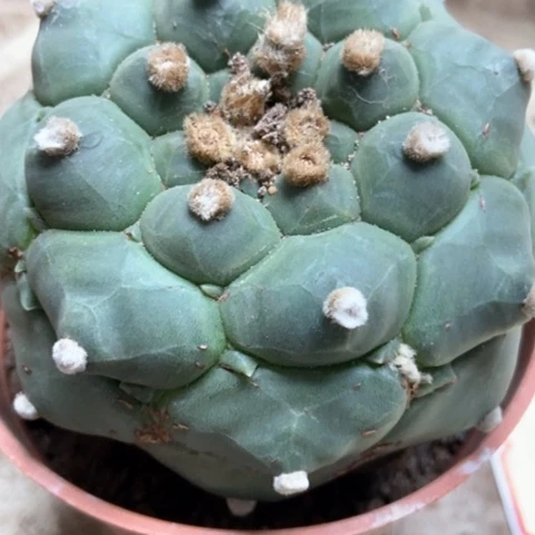 龟甲兜仙人球28米仙人球