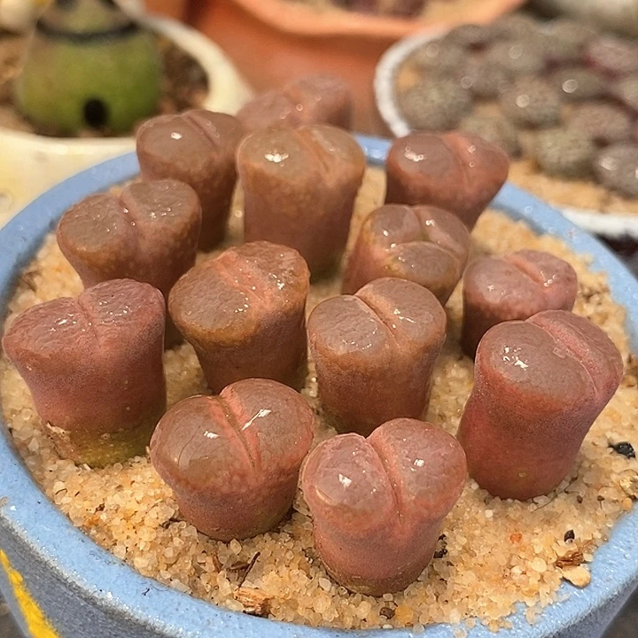 风铃c10一颗                 限购