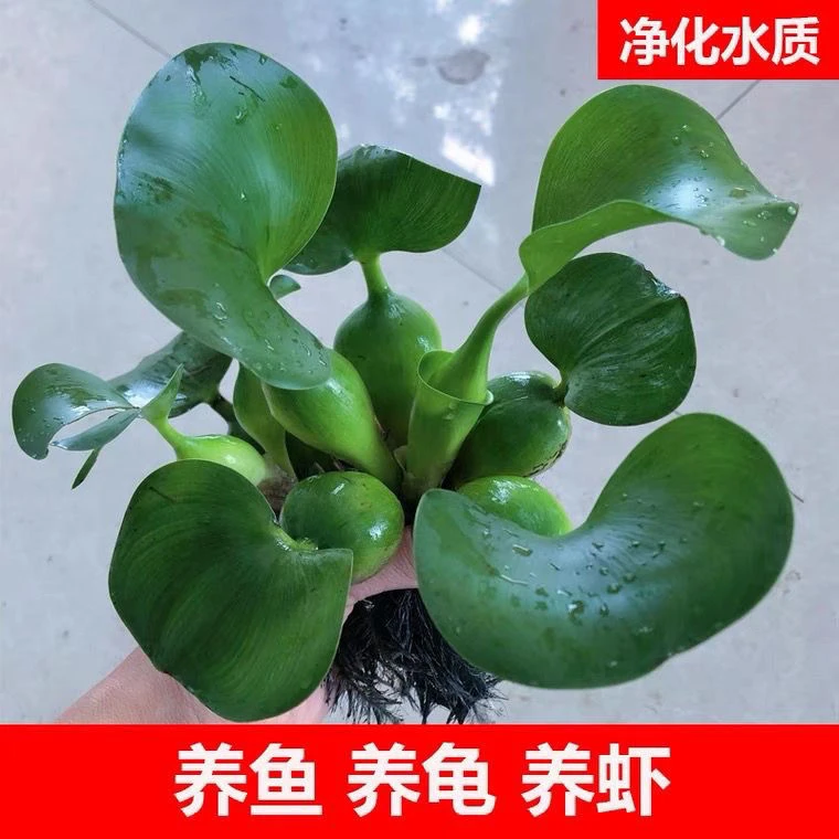 水葫芦水草鱼缸浮萍水培植物造景池塘水质养鱼水芙蓉养龟净化