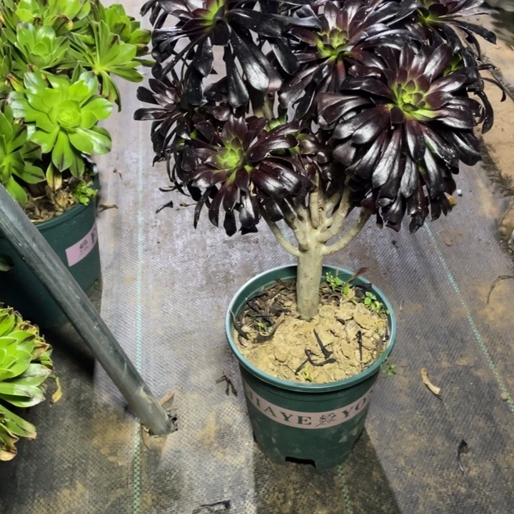 20墨法师多肉植物多肉植物