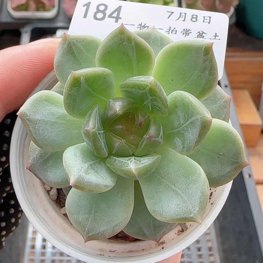 多肉0708-184福利福利