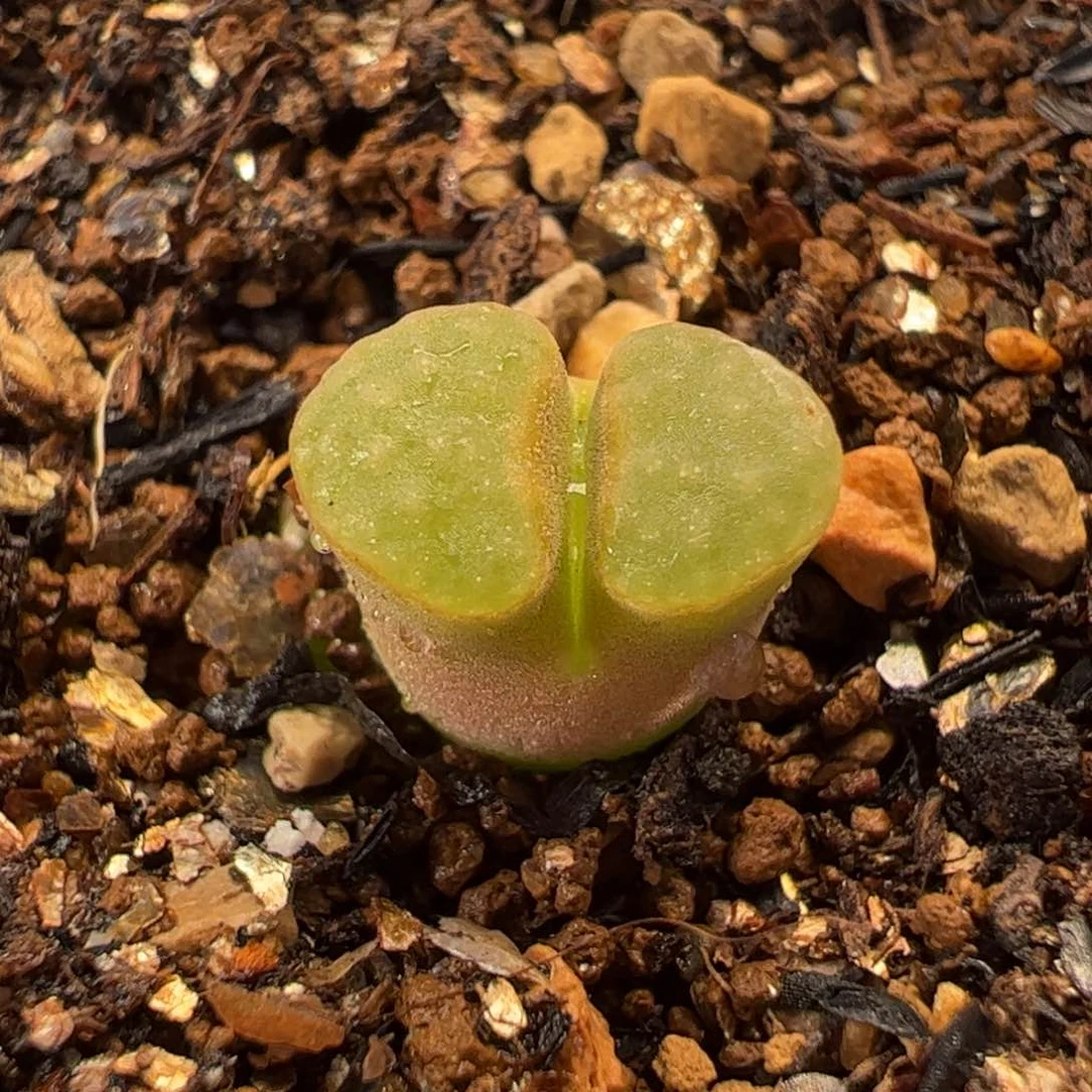 522多肉植物组合