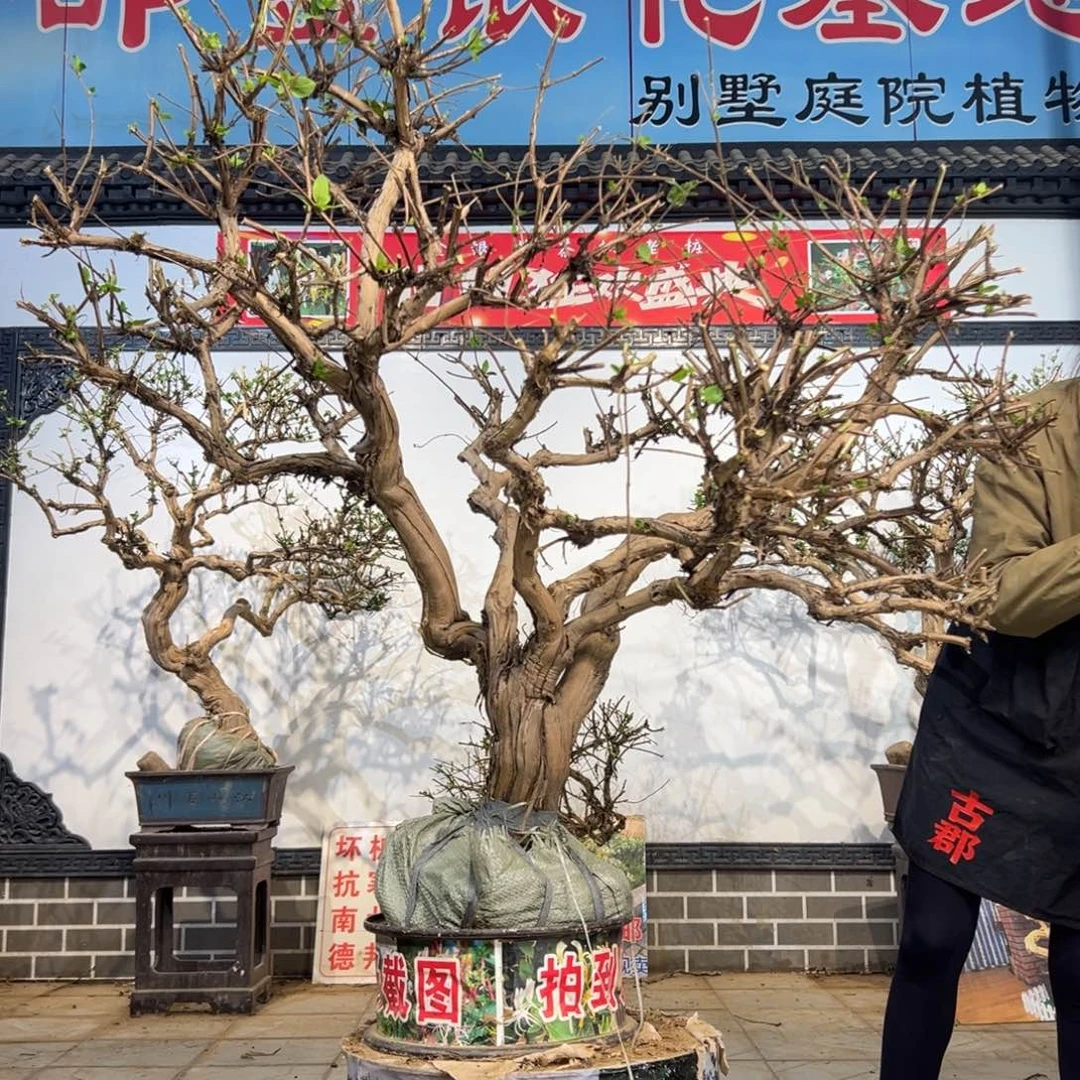 无花朵金银花142868838