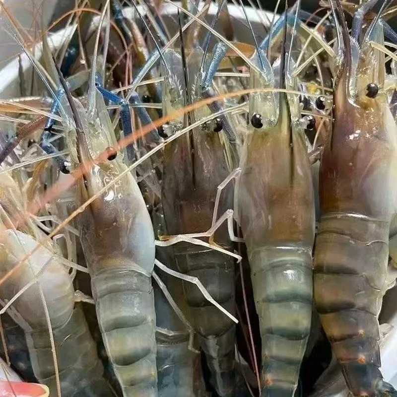 L1【拍三斤送一斤】新鲜捕捞罗氏虾淡水虾 液 氮锁 鲜顺丰发货