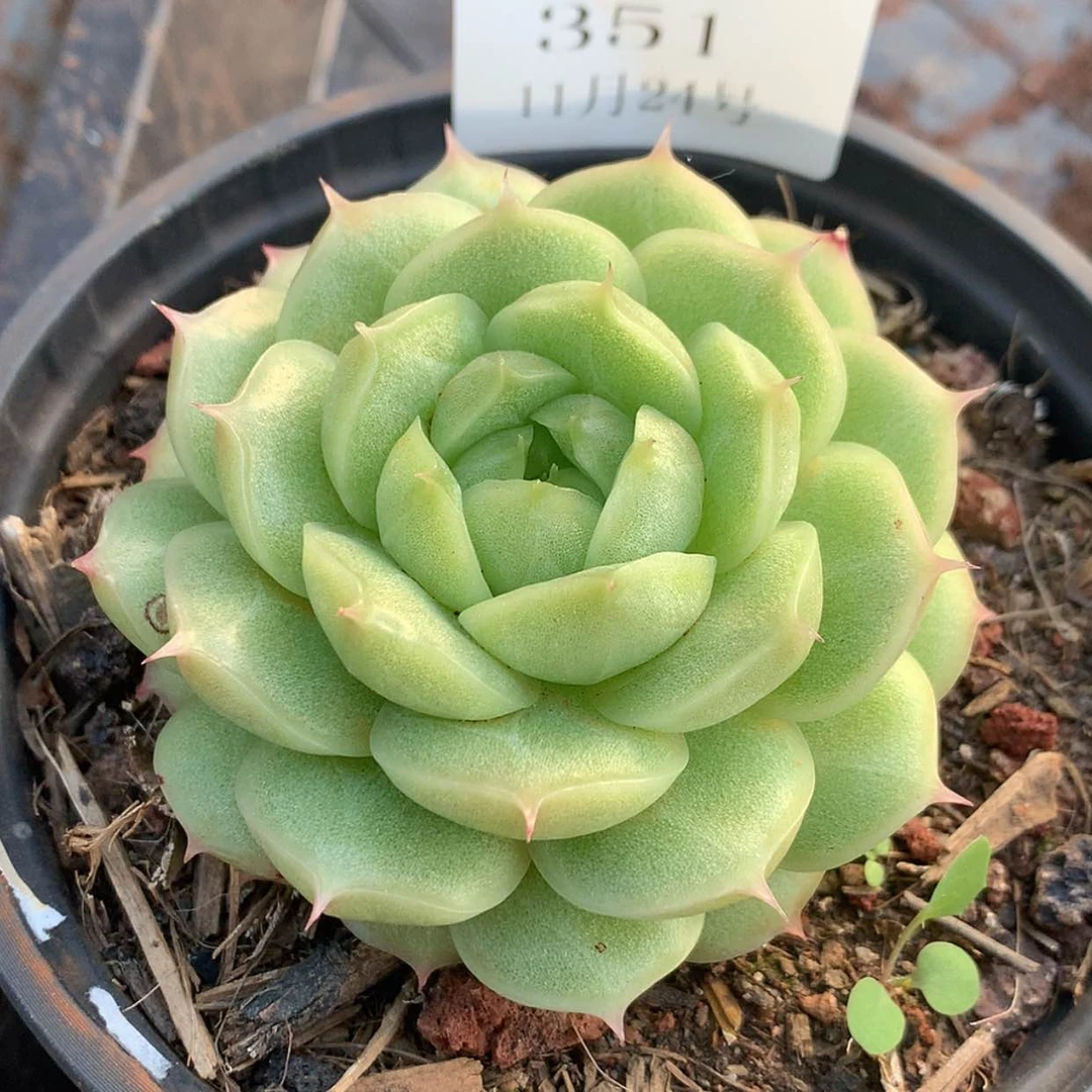 【闪购商品】云351号