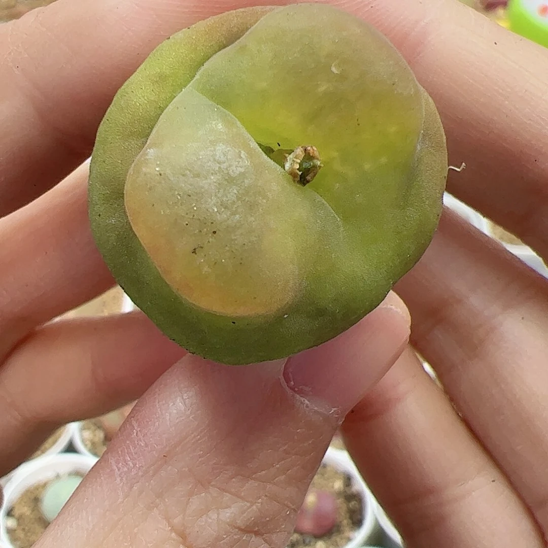 【闪购商品】69 开播福利