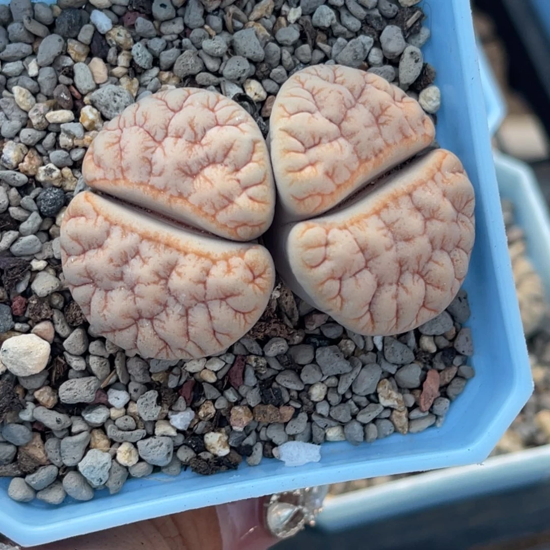 本***豪4352双头铁189一颗