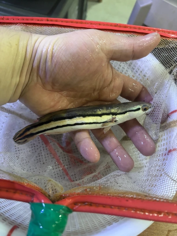 大铅笔鱼活鱼苗雷龙小盾鳢多曼大型凶猛肉食热带观赏鱼混养猛鱼