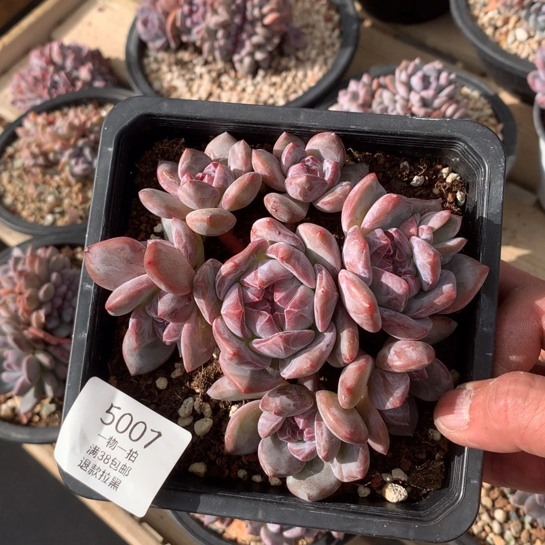 少****5007琴妹专拍石榴籽