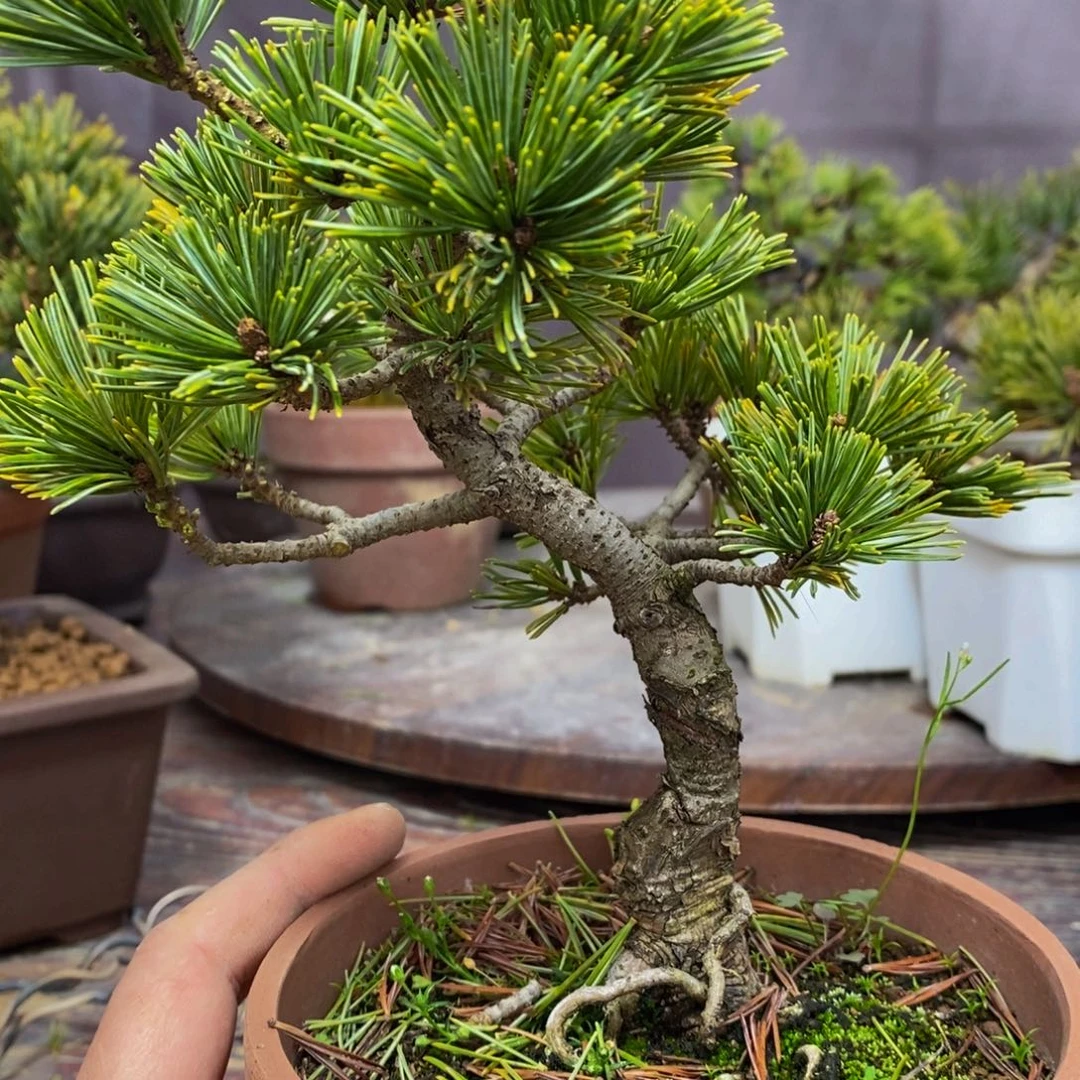 【闪购商品】五针松盆景挥****行