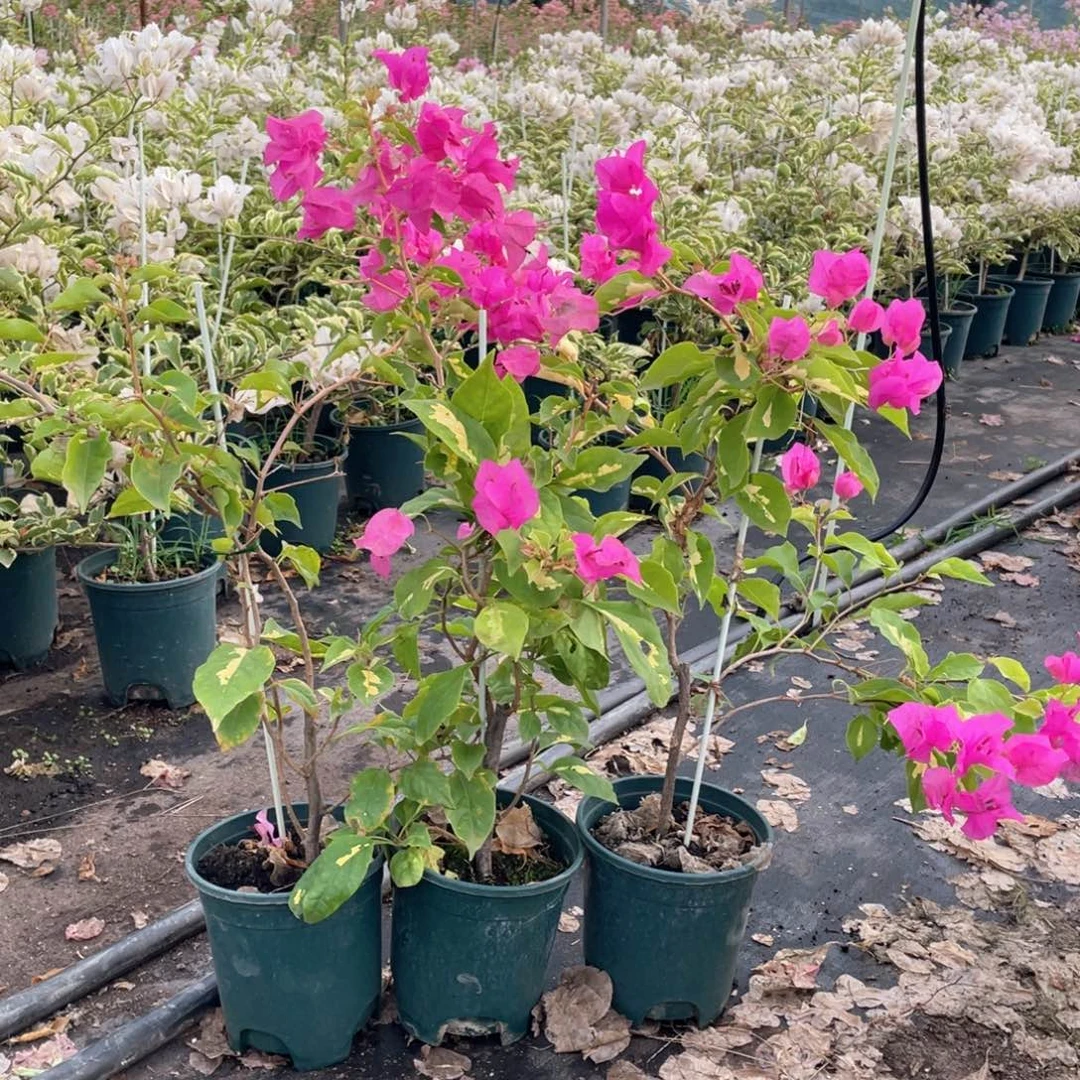 大量花朵（建议范围：8朵-15朵 或40%以上）金心双色一盆