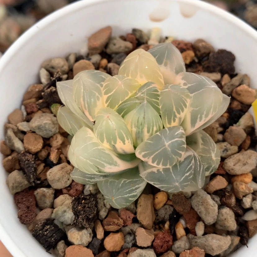 【闪购商品】83水晶杂冰川