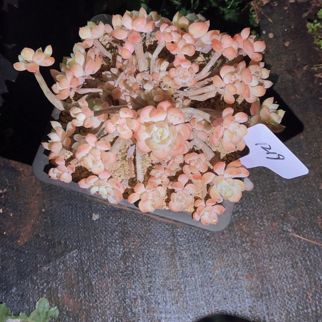 桃*1219蜜桃格林68。。