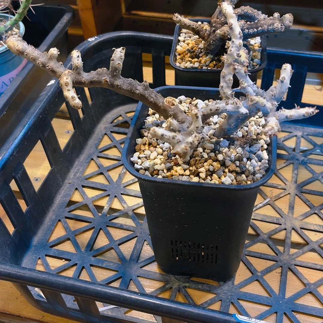 忈*大号黑皮月界