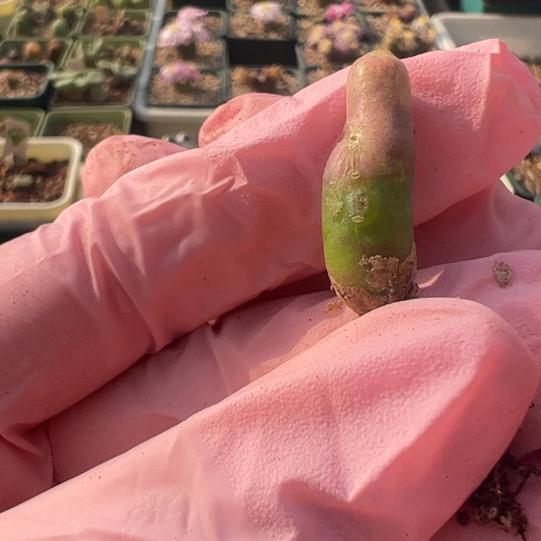 422 好看的多肉冲冲冲