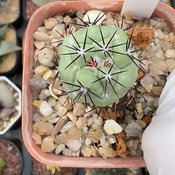 释***怀113号帝王丸仙人球