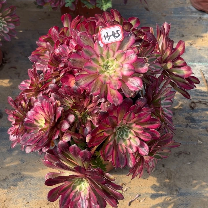 13-45红铜处理不售后多肉