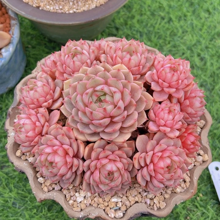 健健康康平平安安