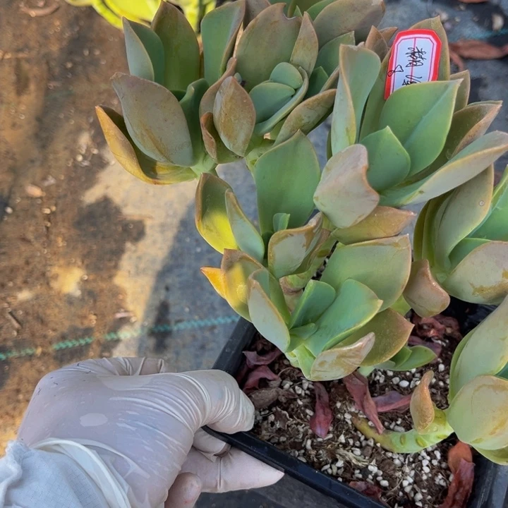 糊***涂赫氏一颗小群生140盆