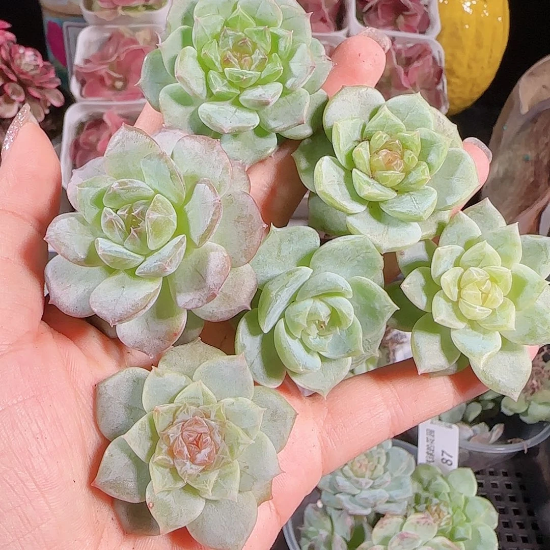 0727---88糖心珍妮