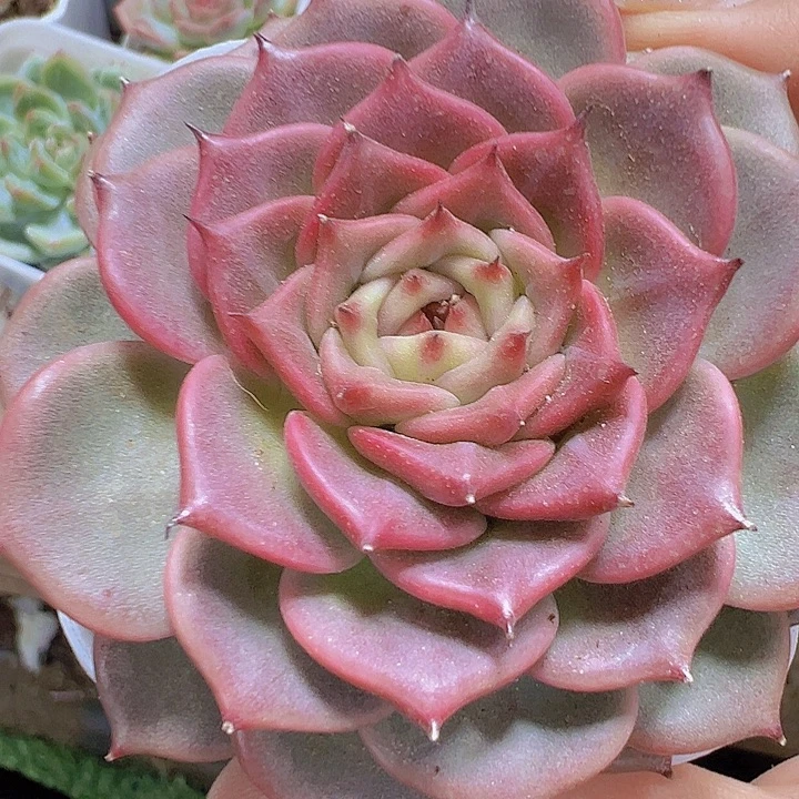 大神迪19包邮多肉植物