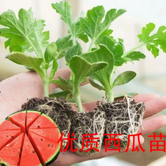 嫁接西瓜秧苗8424麒麟瓜美都南方北方种植阳台盆栽庭院地栽西瓜苗