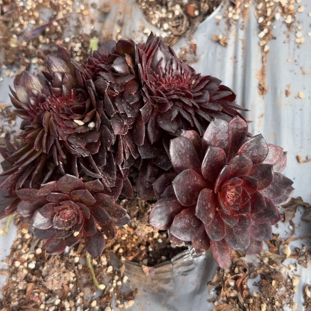 嗯4257 号法师多肉植物特价