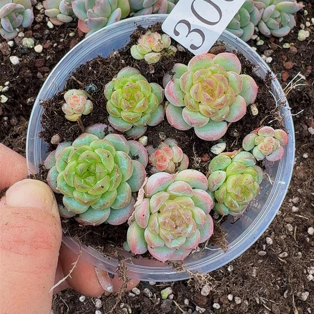 多肉植物多肉植物306