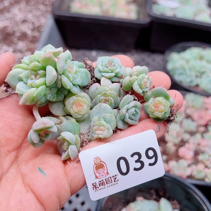 *****多肉植物多肉植物