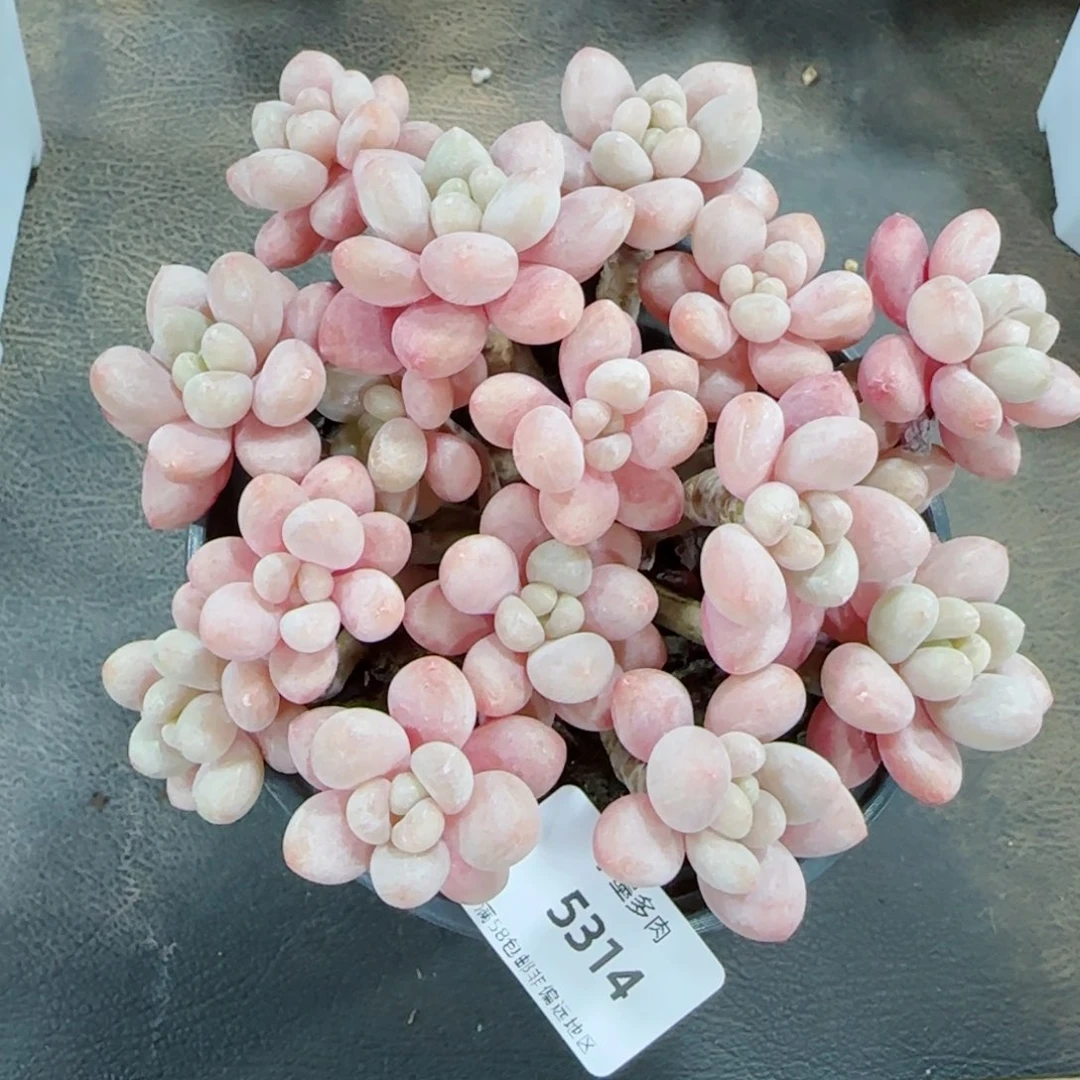 鱼子酱无砍，5314多肉植物