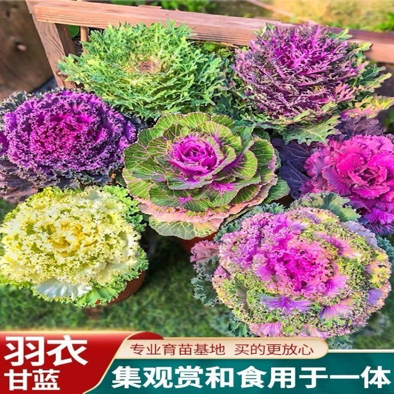 春播】七彩混色羽衣甘蓝种子四季阳台农田花卉甘蓝种籽羽衣甘蓝新