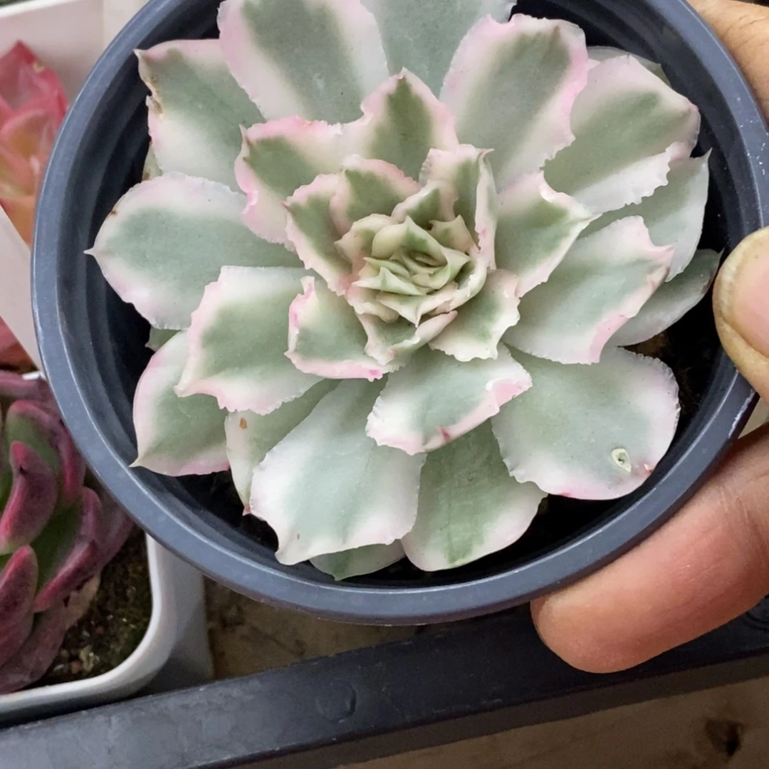 精品多肉一物一拍不包整190