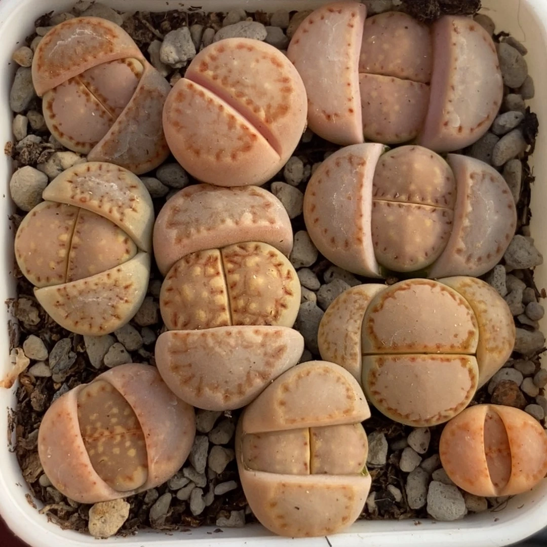 0847 饼干一盒子比较小